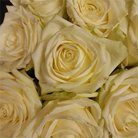 11-Roses blanches